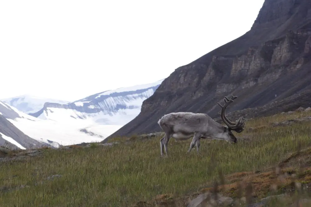 Spitsbergen Island, Svalbard, Norway